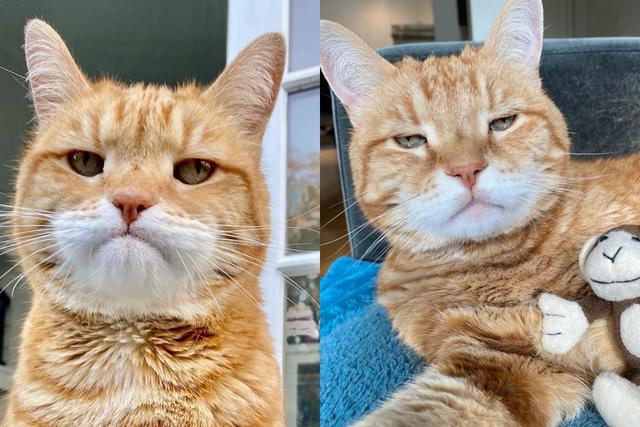Muchos todavía lloran la partida del famoso ‘Grumpy Cat’ pero al parecer el Internet ya encontró a su digno sucesor: un gato llamado 'Marley'. (Fotos: marleykatz en Instagram)