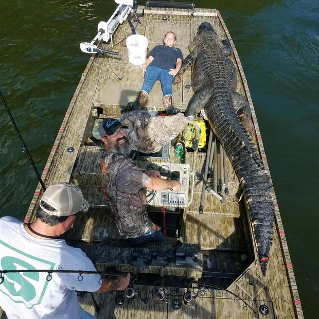 Cazador novato captura al cocodrilo más grande de la historia yrompe el  récord | VIRALES | MAG.