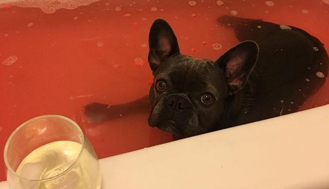 'Charlotte' no va a la veterinaria por un baño, ella lo toma en la tina de su casa. (Foto: Instagram @charlottemaemyfrenchiebae)