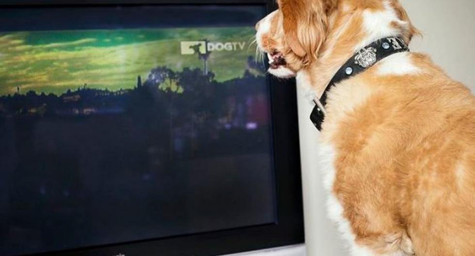 Perros también ven la tele. (Foto: Dog Tv)