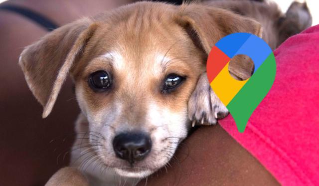 ¿Tu perrito se encuentra mal? Tranquilo. Así podrás saber si la veterinaria está abierta en tiempos de cuarentena usando Google Maps. (Foto: Andina)