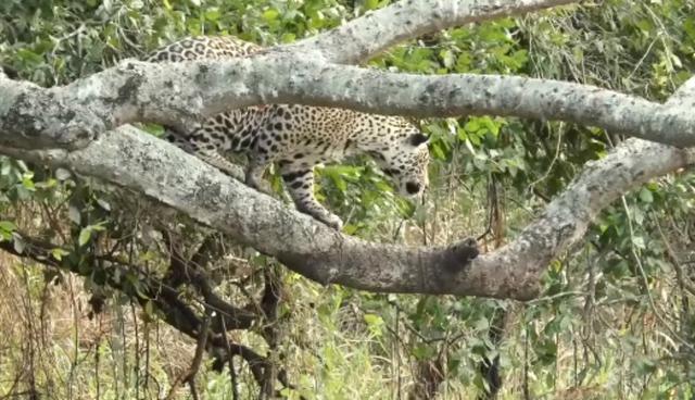 Se volvió viral en YouTube el enfrentamiento a muerte protagonizado por un jaguar y un caimán.