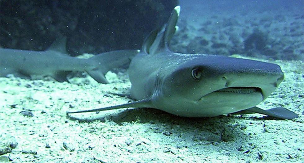El Fenómeno El Niño y el cambio climático han aumentado el ataque de tiburones en el mundo. (Foto: EFE)