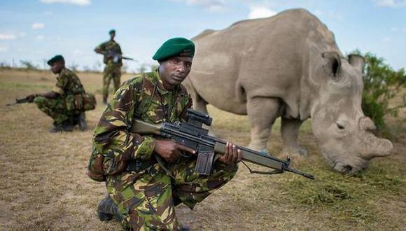Así custodia Kenia al último rinoceronte blanco macho del mundo