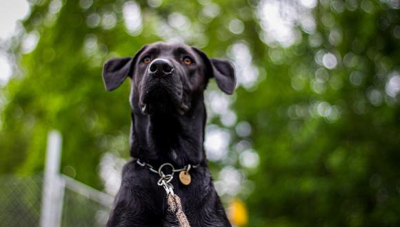 La sensibilidad de los perros puede servir para detectar el COVID-19. (Pixabay)