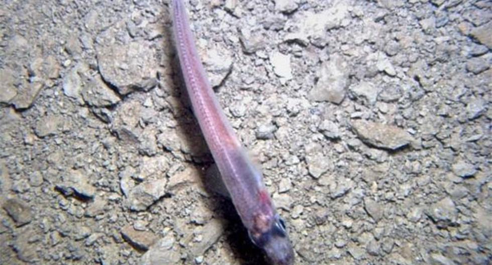 Este es el extraño pez hallado en la Antártida. (Foto: Yahoo.es)