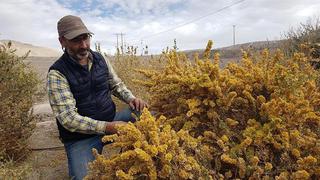 El científico chileno que creó un "desierto verde" para combatir el cambio climático