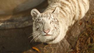 Así luce el primer tigre blanco nacido en cautiverio en el Perú