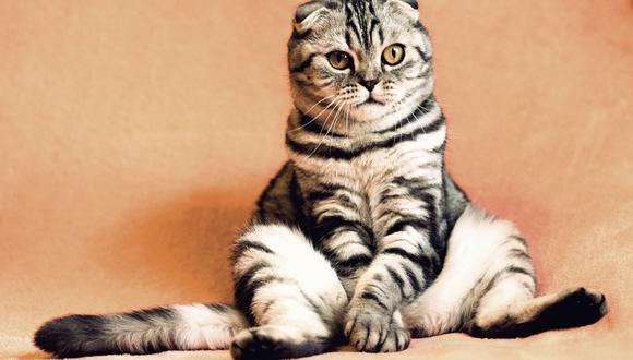 A los gatos siempre parece haberlos acompañado la mala fama. (Foto: Pixabay)