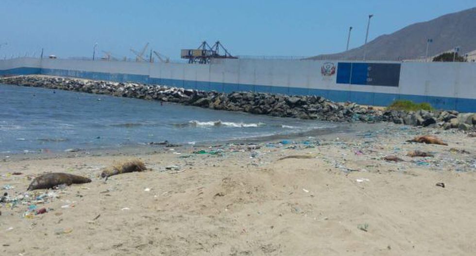 Ancash 10 Lobos Y Un Delfin Aparecieron Muertos En Chimbote