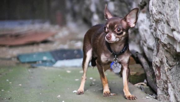 Lo ideal es que todos los perros tengan una placa identificadora colgada del cuello, de lo contrario una herramienta como Pata de Perro puede salvar el día.