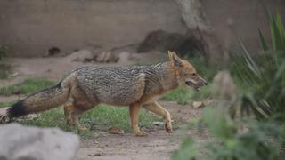 Especialistas piden incluir el tráfico de animales silvestres como delito de crimen organizado