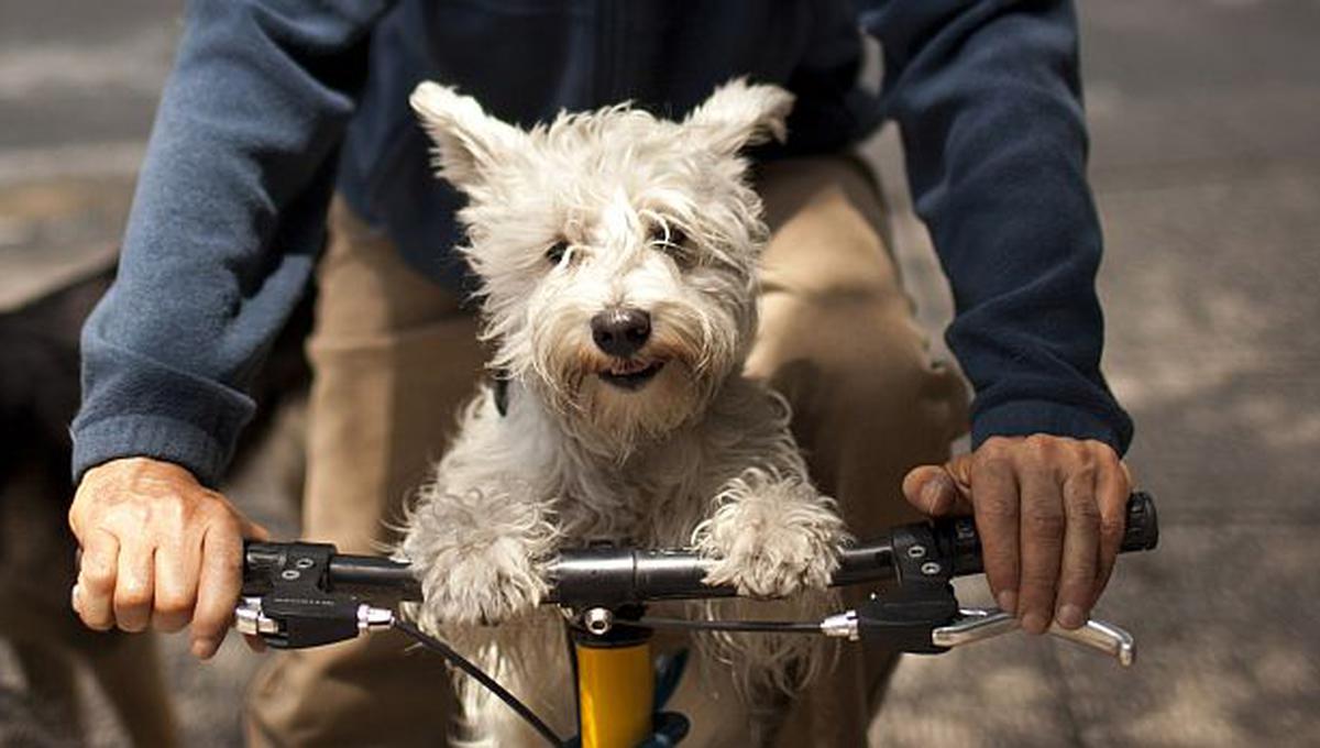 Experimentarán en perros una medicina para prolongar la vida