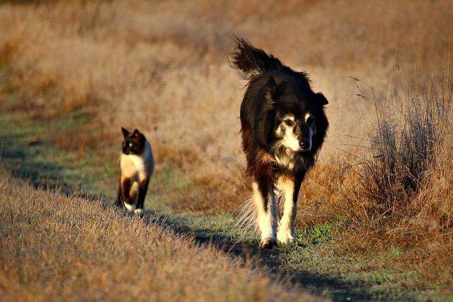 El paseo de una perrita se convirtió en una misión de rescate de una indefensa gatita abandonada. (Foto: Pixabay/Referencial)