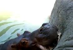 Así se alimenta a un lindo hipopótamo (VÍDEO)
