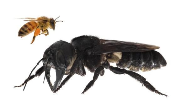 Una de las primeras imágenes de una abeja gigante de Wallace viva. Megachile pluto es la abeja más grande del mundo, cuatro veces más grande que una abeja europea. Imagen de Clay Bolt