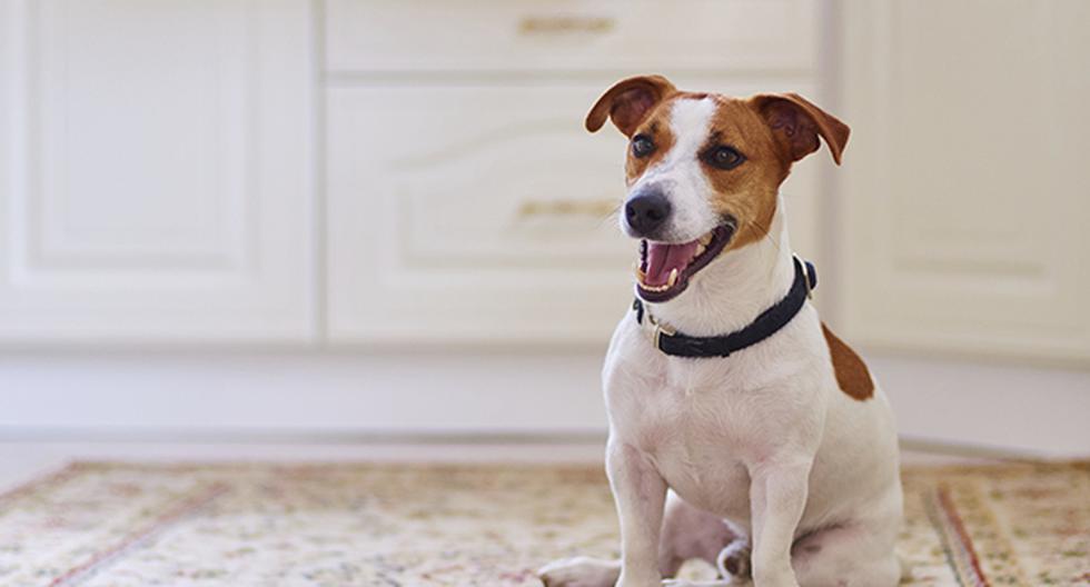 Recomendaciones para evitar que tu perro sufra accidentes cuando sales de casa. (Foto: IStock)