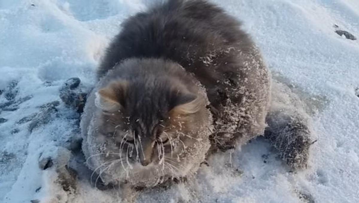 Un gato es rescatado tras quedar congelado y pegado al piso