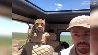 YouTube: Guepardo se mete a un Jeep durante un safari