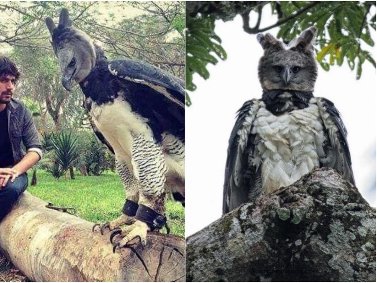 VER VIDEO VIRAL] El águila harpía, un ave tan grande que puede pasar como  un humano disfrazado | VIRALES | MAG.