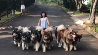 Mujer pasea a siete perros grandes al mismo tiempo y deja boquiabiertos a miles