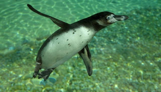 El pingüino demostró ser muy amistoso. (Pixabay / Gilliane)