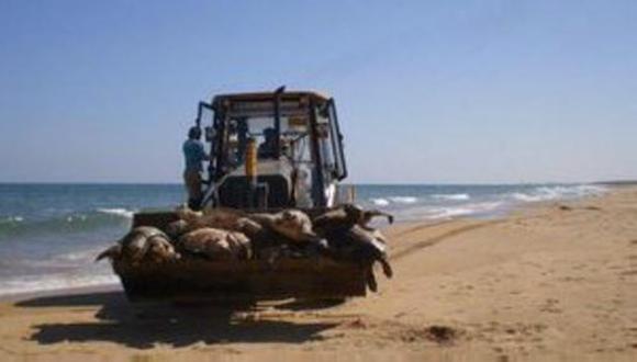 Hallan 900 tortugas marinas muertas en la India