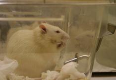 Molécula experimental revierte el Alzhéimer en ratones