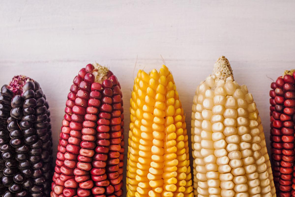 El maíz: un alimento milenario | PUBLIRREPORTAJE | EL COMERCIO PERÚ