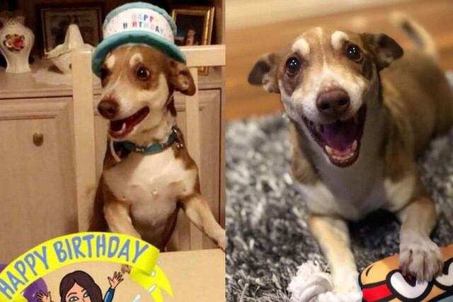 Conoce a Bailey, el perro que acaba de celebrar su cumpleaños número 13 (Foto: Facebook Katie D'Souza)