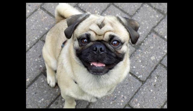 Un perro de raza pug ha hecho reír a muchos usuarios de Instagram. (Referencial - Pixabay | @holythepug)