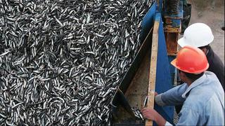 Acuerdan suspender por cinco días la pesca de anchoveta