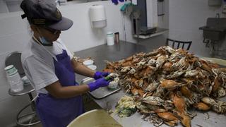 Visa H-2B: la icónica industria del cangrejo en EE.UU. se paraliza por falta de trabajadores inmigrantes