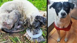 Impactante transformación de perro callejero gana concurso de WUF