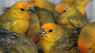 Rescatan a 581 aves de un bus, pero la mayoría muere de hambre