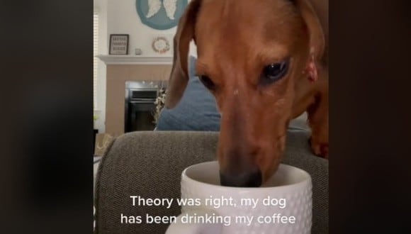 En TikTok se hizo viral un video en donde un perro es sorprendido por su dueña tomando una taza de café. (Foto: TikTok/chloealiya1).