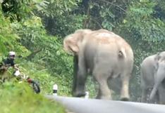 Motociclista ruega por su vida ante furia de elefantes | VIDEO