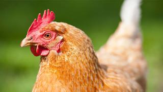 Carne in vitro | la empresa que produce pollo sin matar un solo animal