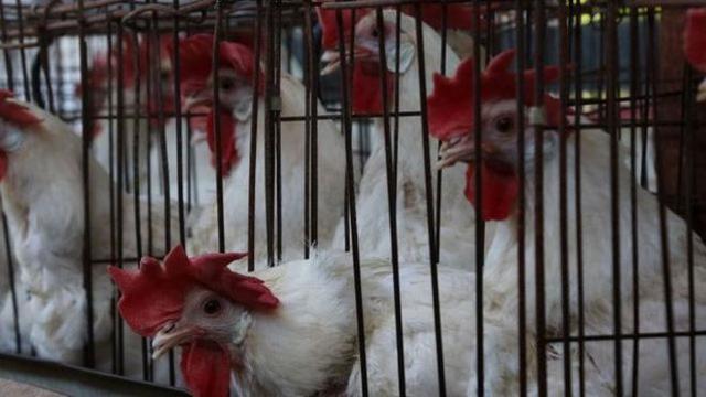 De acuerdo con los investigadores, las gallinas no sufren, ya que para ellas es como poner un huevo normal. (Foto: Getty Images)