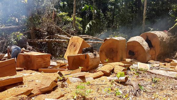Así queda el bosque luego de la incursión de los taladores ilegales. La madera ya convertida en pies tablares, lista para ser llevada y comercializada. Crédito: SPDA.