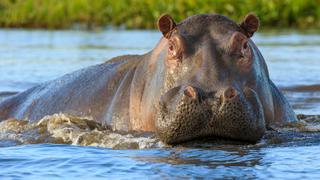 Cómo la escasez de heces de hipopótamo amenaza la alimentación de millones de personas