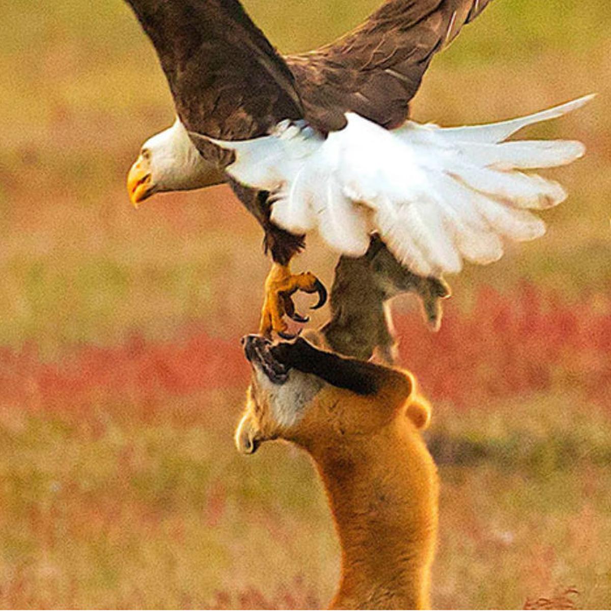 Facebook | fotógrafo capta preciso instante de una lucha entre zorro y un  águila por una presa | Viral | Face | Fb  | FOTOS | VIDEO |  REDES-SOCIALES | EL COMERCIO PERÚ