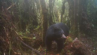 La carrera para salvar de la extinción al oso andino en Venezuela