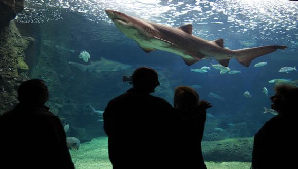 Harvard prueba que piel artificial de tiburón mejora natación