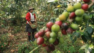 INEI: producción de café creció 35,1% en agosto por buenas condiciones climáticas