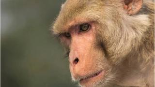 Viruela del mono: 5 preguntas sobre la enfermedad que causa alerta en el mundo