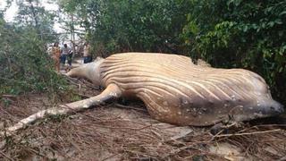 ¿Qué hace una ballena de más de 10 metros en plena selva amazónica?