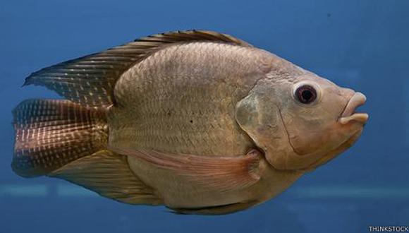 La primera vez que notaron caracterísitcas femeninas en los peces macho fue en la década de los 90.