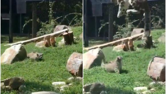 Facebook viral: leopardo vuela por los aires luego de ser sorprendida por  su  cachorro