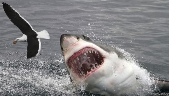 Los métodos más sofisticados para evitar los ataques de tiburón